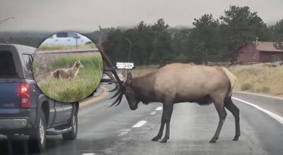 Замість лісу - жваві дороги: що змушує диких тварин тікати в міста