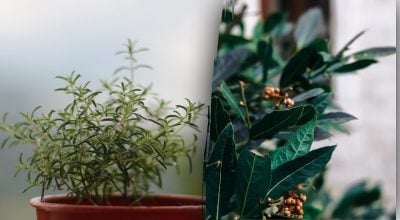 Зачем окроплять дверь розмарином и лавром