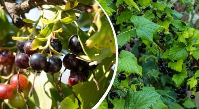 Смородина будет усыпана ягодами: что сделать с кустами после сбора урожая