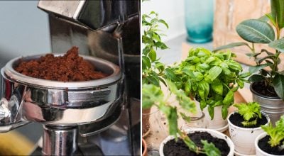 Кофейная гуща, комнатные растения Кофейная гуща, комнатные растения