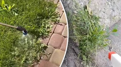 Бур'яни засохнуть разом з корінням: потрібен один засіб, який є в домі