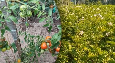 Фітофтора більше не страшна: що зробити восени, щоб врятувати наступний урожай