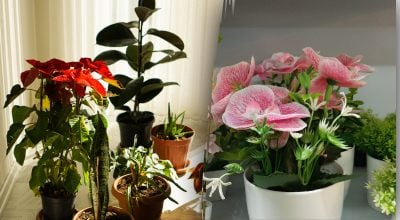 Яку квітку не можна тримати вдома: застереження від фахівців фен-шуй