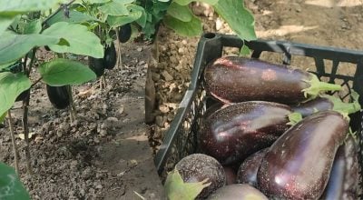 Обильный урожай баклажанов до глубокой осени: что нужно сделать с кустами уже сейчас