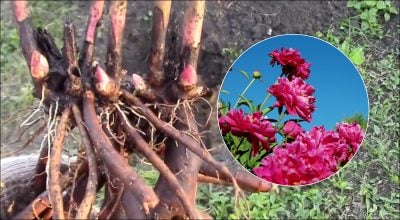 Как пересадить пионы осенью: пошаговый гайд для садоводов
