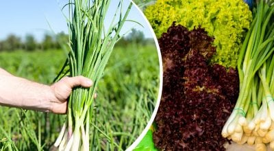 Большинство даже не догадывается: как на украинском называют зеленый лук