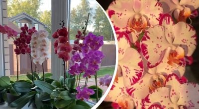 Орхідея буде всипана квітами: чим полити рослину наприкінці літа