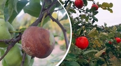 Чому яблука почали гнити прямо на дереві: що зробити, щоб врятувати врожай