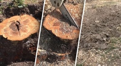 Пень зникне за кілька годин: як прибрати його з ділянки без дорогої техніки
