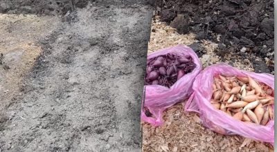 Коли садити озиму цибулю Коли садити озиму цибулю