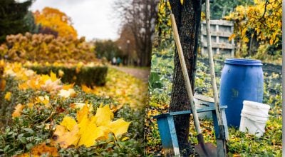 Як знищити фітофтору на городі восени: купорос створює нову проблему
