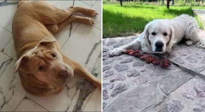под Киевом массово теряются домашние животные