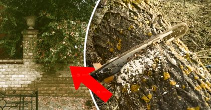 Чи можна спиляти гілки дерева сусіда над своїм городом: все вирішує один нюанс