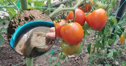 Помідори тріскаються прямо на кущі: чим полити у серпні, щоб врятувати урожай