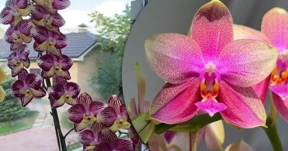 Орхідея знову вкриється квітами: знадобиться продукт, який є на кухні