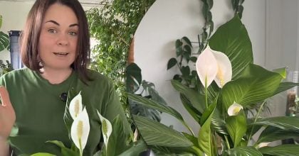 Спатифілум пишно цвістиме до глибокої осені: чим підживити рослину в серпні