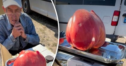 Українець виростив помідор вагою 1,2 кг і здивував ціною