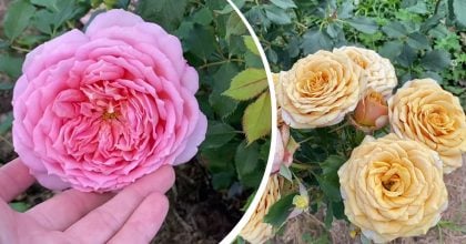 Троянди розквітнуть із новою силою: що додати під кущі до вересня