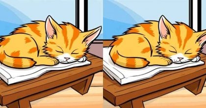 Тест на IQ: потрібно знайти 3 відмінності на картинці сплячого котика за 43 с