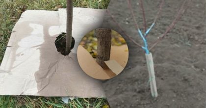 Для чого поляки обгортають фруктові дерева картоном - простий трюк врятує врожай