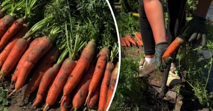 Морква збережеться до самої весни: коли потрібно викопувати овоч