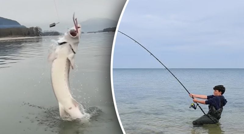 Школяр зловив морського "монстра", удвічі більшого за себе: розміри вражають