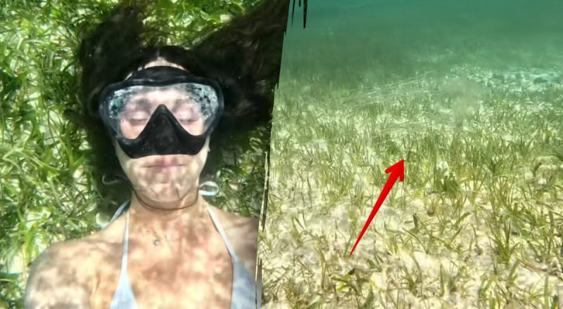 Дівчина спокійно плавала в морі, а потім зрозуміла, що поруч є щось небезпечне
