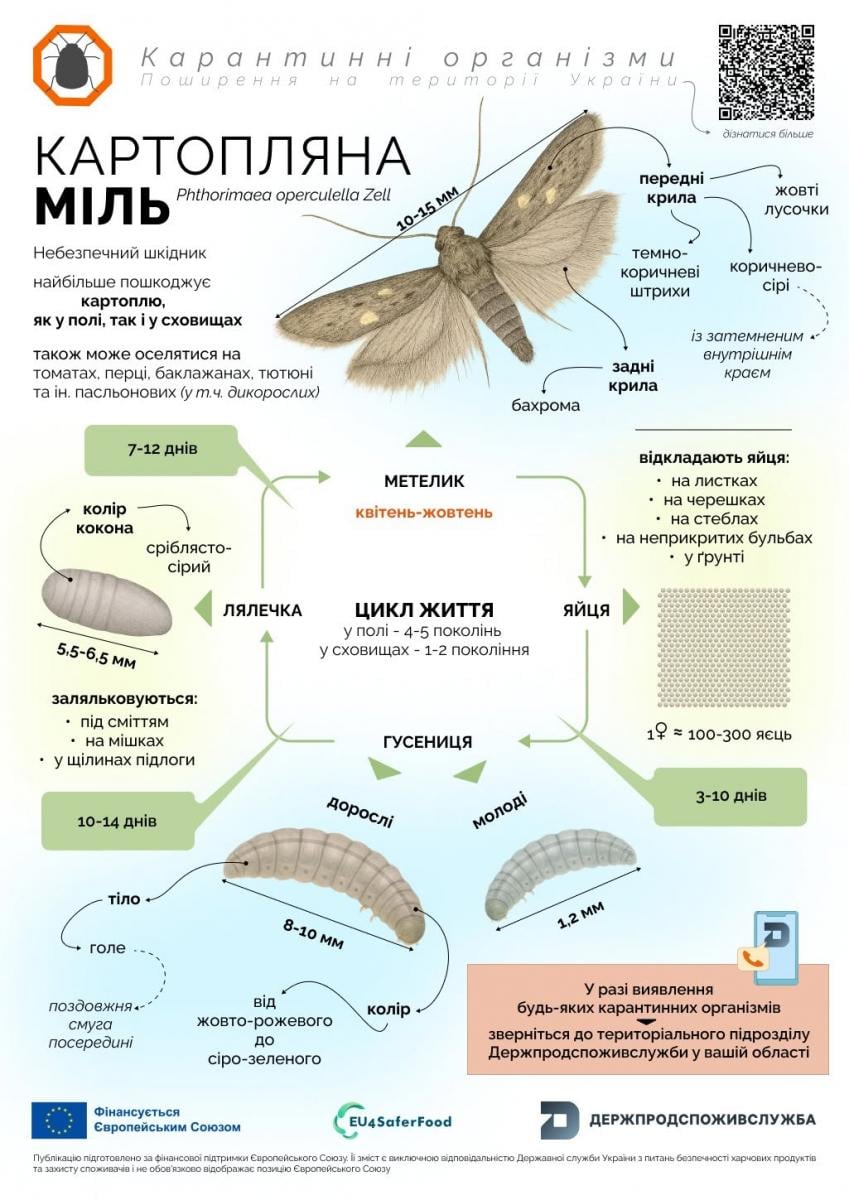 Картопляна міль