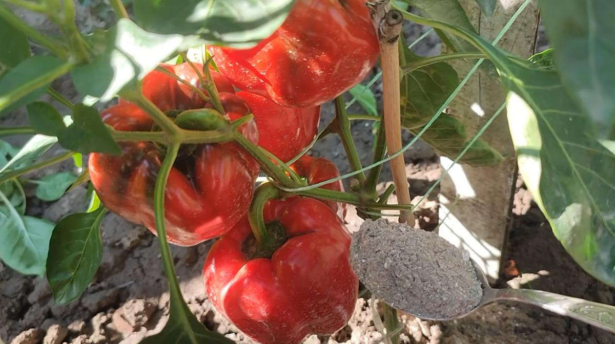 Зелені перці масово почервоніють: секрет вересневого підживлення кущів