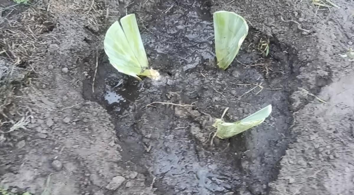 Як садити іриси