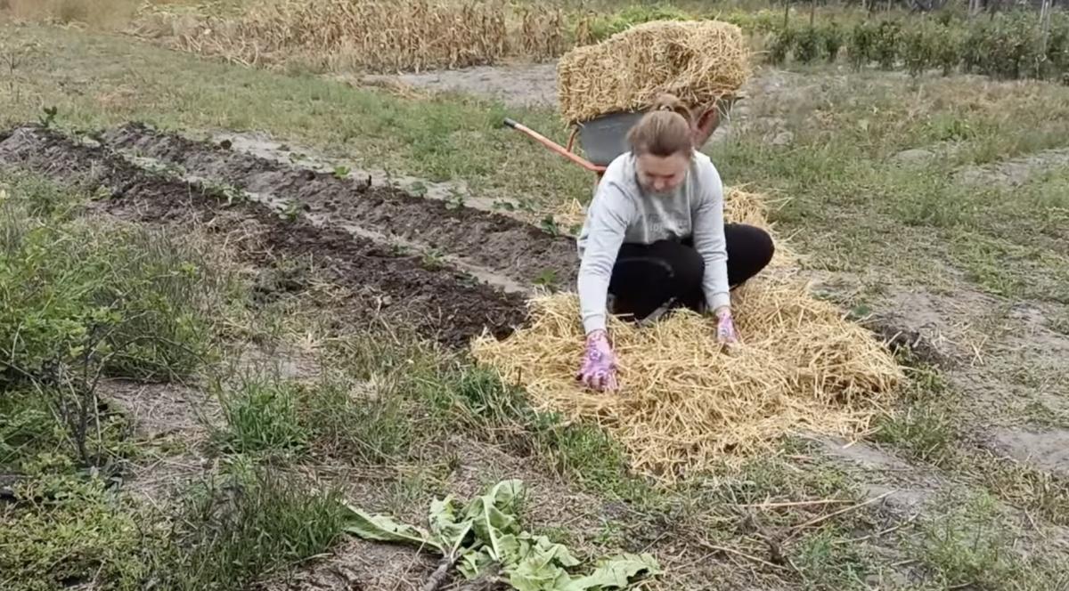Полуницю потрібно замульчувати Полуницю потрібно замульчувати