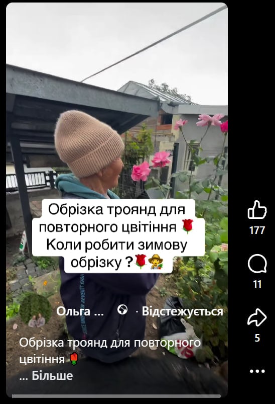Троянди цвістимуть до самих морозків: що потрібно зробити у вересні