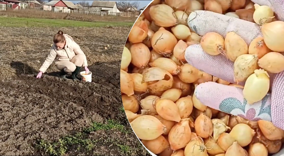 Осіння посадка цибулі 