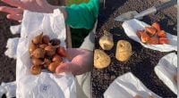 Ідеальна клумба для тюльпанів: 3 найкращі локації для висаджування восени