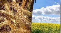 Горчица, фацелия или рожь: что лучше посеять после сбора урожая