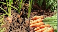 Ранній урожай без зусиль: як і коли правильно сіяти моркву під зиму