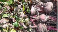 Коли копати буряк на зиму: температурна позначка для збору врожаю