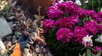 Півонії пишно цвістимуть роками: коли і як правильно ділити кущі восени