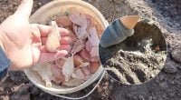 Озимый лук и чеснок отблагодарят щедрым урожаем: что нужно сделать с грядкой