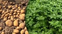 Самый ленивый способ ухода за огородом: что сделать сразу после уборки картофеля