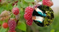 Малина віддячить рекордним урожаєм: що обовʼязково зробити з кущами у вересні