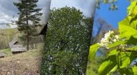 Які види дерев категорично не можна садити біля будинку: попередження лісника