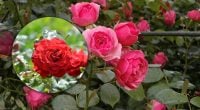 Квіти не зів'януть до морозів: як продовжити цвітіння троянд восени