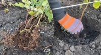 Як правильно садити малину восени: садівник розкрив секрети посадки та обрізки