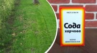 Газон не заросте мохом і бурʼянами: що потрібно зробити перед настанням холодів