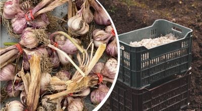 Коловки виростуть розміром із кулак: коли садити озимий часник у 2026 році