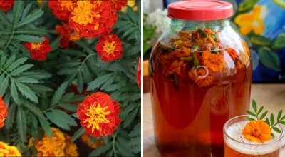 Чорнобривці Чорнобривці