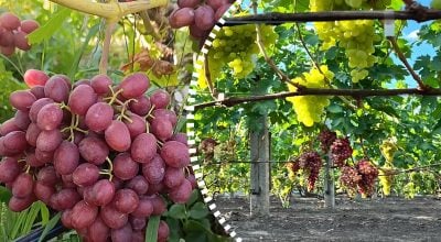 Догляд за виноградом у вересні: що посипати під лозою, щоб грибок не зіпсував урожай