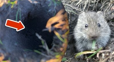 Як назавжди вигнати полівок із саду - знадобиться лише один предмет з кухні Як назавжди вигнати полівок із саду - знадобиться лише один предмет з кухні