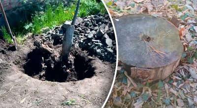 Старий пеньок зникне сам без лопати: чим його потрібно посипати у вересні Старий пеньок зникне сам без лопати: чим його потрібно посипати у вересні